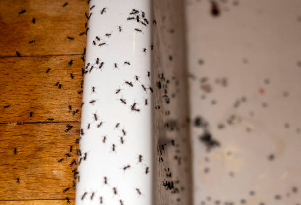 Best Mosquito Control Services  in Melvindale, MI